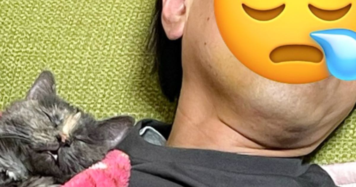 仕事で疲れて寝ていたお父さん→となりを見てみると、『猫』が…幸せあふれる瞬間に「可愛すぎてやばい」「本当の親子みたい」と癒される人が続出