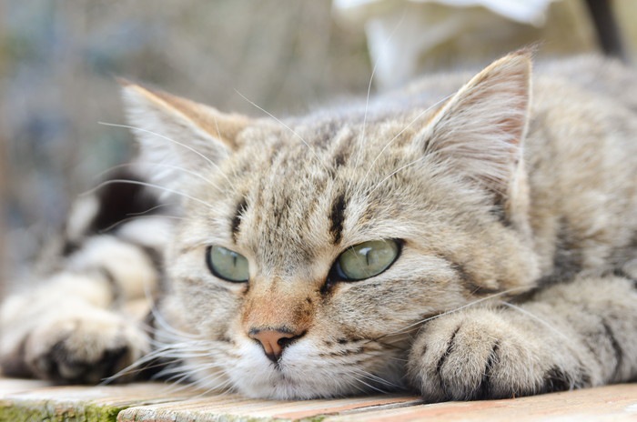 猫は焼き芋を食べても大丈夫？効果と正しい与え方