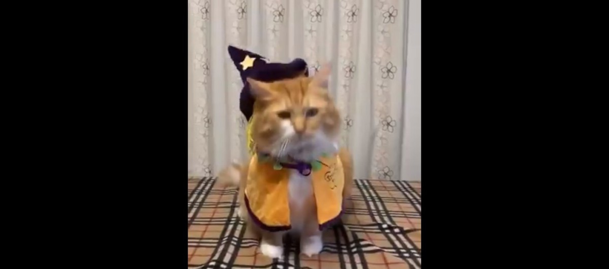 【話題】皆わくわくハロウィン！仮装して楽しみに待つ猫さんを一同称賛！