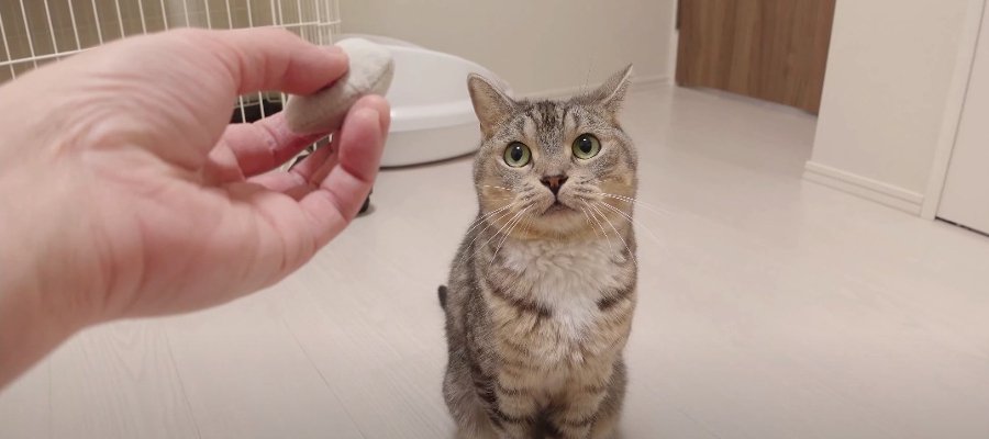 期待の眼差しが可愛い♡飼い主さんからのフェイントに引っかかっちゃう猫さん