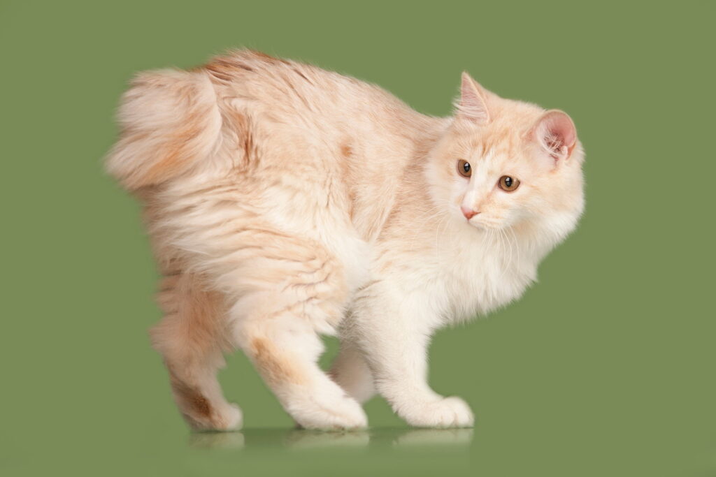 【獣医師監修】クリリアンボブテイルってどんな猫？特徴や性格から飼う前の注意点・価格相場まで徹底解説