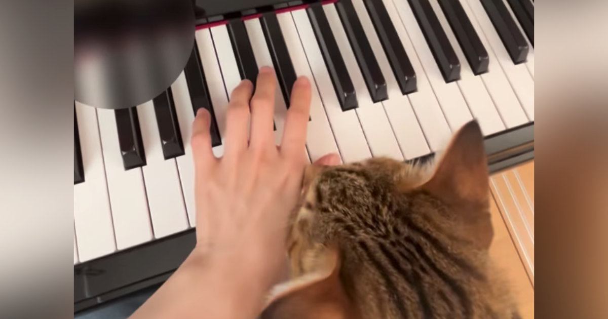 『猫ふんじゃった』を弾きたい飼い主vs撫でてほしい猫…微笑ましすぎるやり取りに「すごいタイミングｗ」「踏ませないねこさんｗ」と大反響