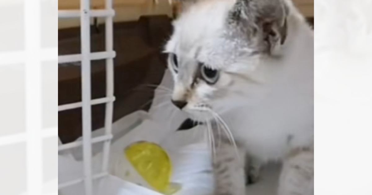 『びしょ濡れでさまよっていた子猫』を家族に迎え入れたら…『まさかの成長記録』が笑っちゃうと96万再生「ニヤニヤが止まらないｗ」「爆笑した」