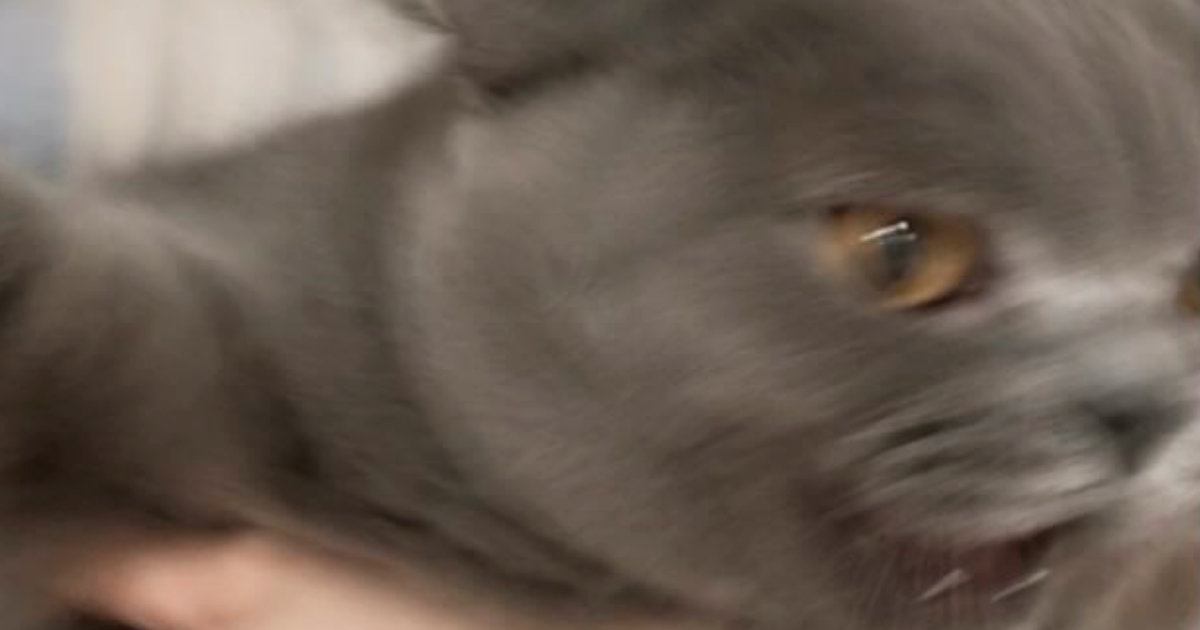 猫と『ツーショット』を撮ろうとした結果…想定外の『躍動感ありすぎる光景』に爆笑「おふたりの表情が好きｗ」「めちゃめちゃオモロイｗ」