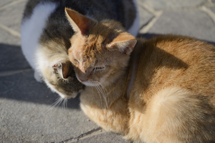 猫を多頭飼いする際に注意すべきことは？メリットや準備するグッズも紹介