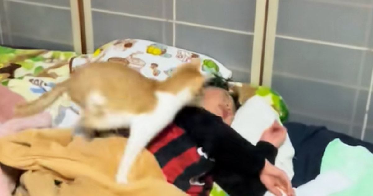 まだ寝ていたい息子vsどうしても遊びたい猫…『激しい攻防戦』に笑う人が続出「めっちゃ楽しそうｗ」「容赦ないねｗ」と13万再生
