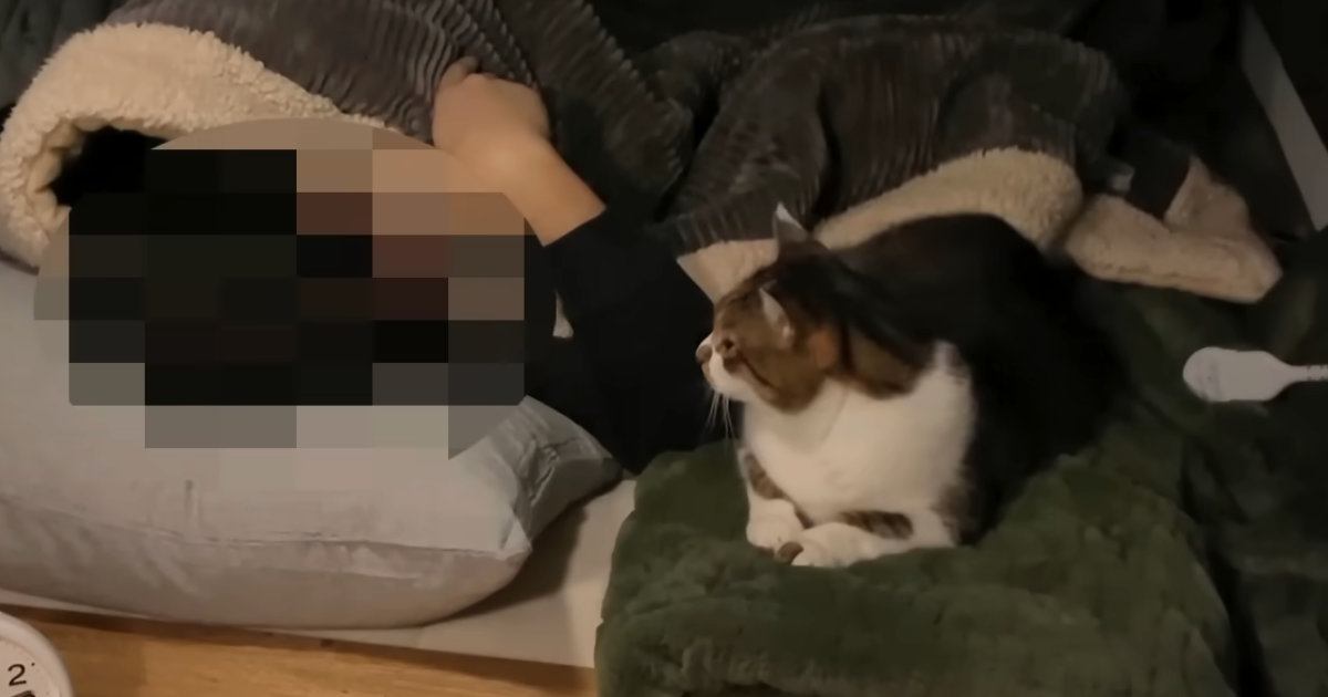 寒い冬に『猫と車中泊』→寝る時間になると…思わず癒される光景が24万再生「最高に可愛らしい〜」「車内が快適すぎるｗ」「いいなぁ」と反響