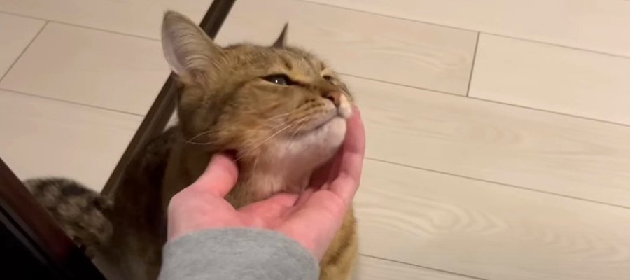 お留守番中の猫ちゃん。帰宅した飼い主さんに不満アピール？？