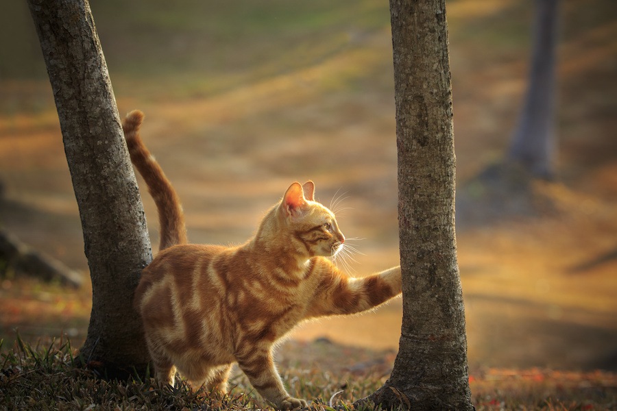 猫は運動神経抜群！身体のそれぞれの働きや役割とは