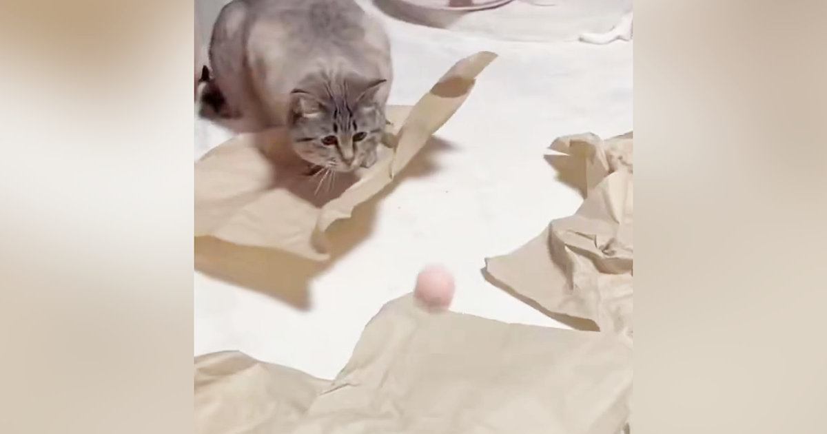 ボールを『真剣に見つめていた猫』→次の瞬間……まさかの展開に「天然っぷりがかわいいｗ」「何狙ってるのｗ」と13万表示の反響