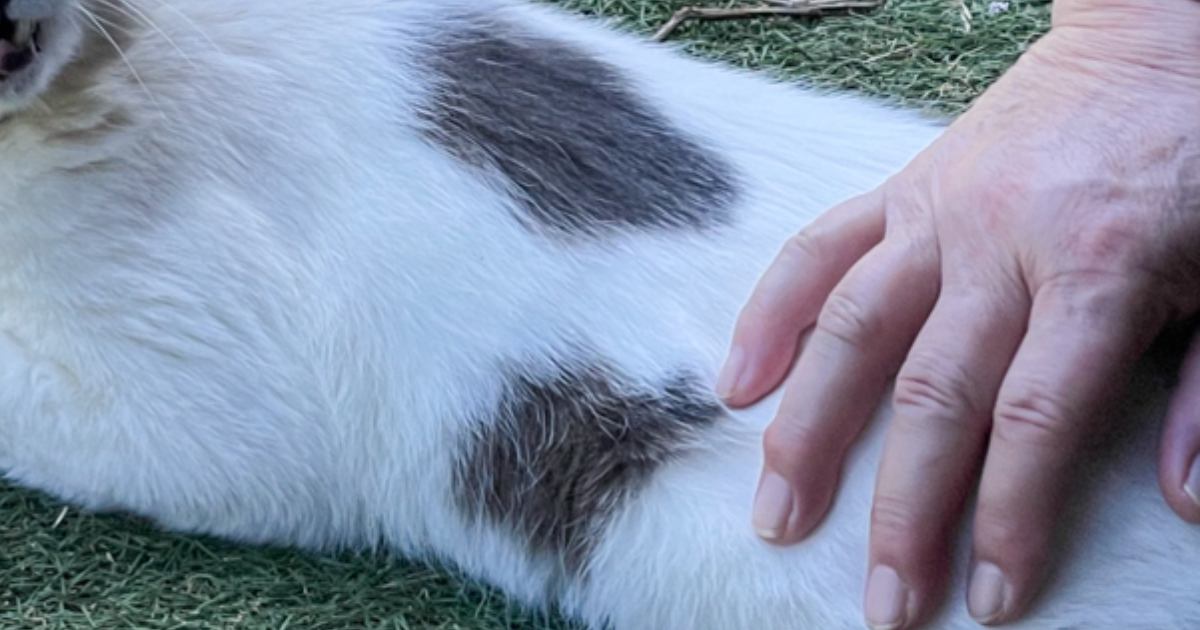 いきなり撫でられてムッとした猫→『大好きなママ』だと気づいた結果…絶妙すぎる表情に3万3000いいね「爆笑ｗｗｗ」「切ないね」