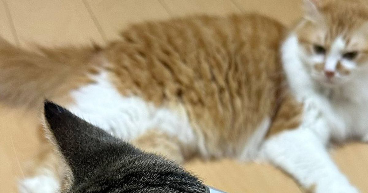 ゴミ袋に顔を突っ込んだ猫→首についていた『まさかのモノ』とは…笑ってしまう光景に10万いいね「ネックウォーマーみたいｗ」「あきれ顔ｗ」