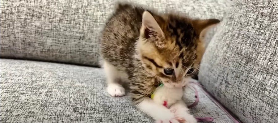 オモチャに怒りをぶつける子猫ちゃん！？これにはみんなもビックリ…