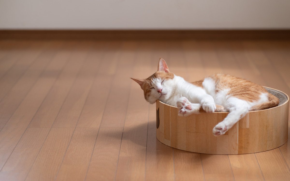 愛猫が一日中寝ている3つのワケ　平均睡眠時間は？具合が悪いの？