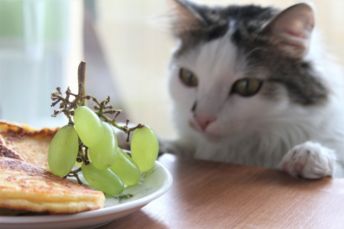 猫がひと口食べるのもNGな『危険な食材』3選　即受診したほうがいい症状も紹介