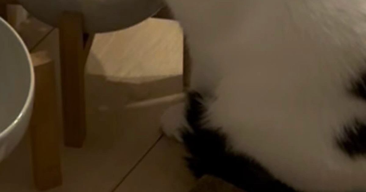 飼い主お気に入りの『コースター』を運んできた猫…笑ってしまう『遊びの様子』に１万いいね「トドメを刺してる」「自分以外の水玉は許すまじ」