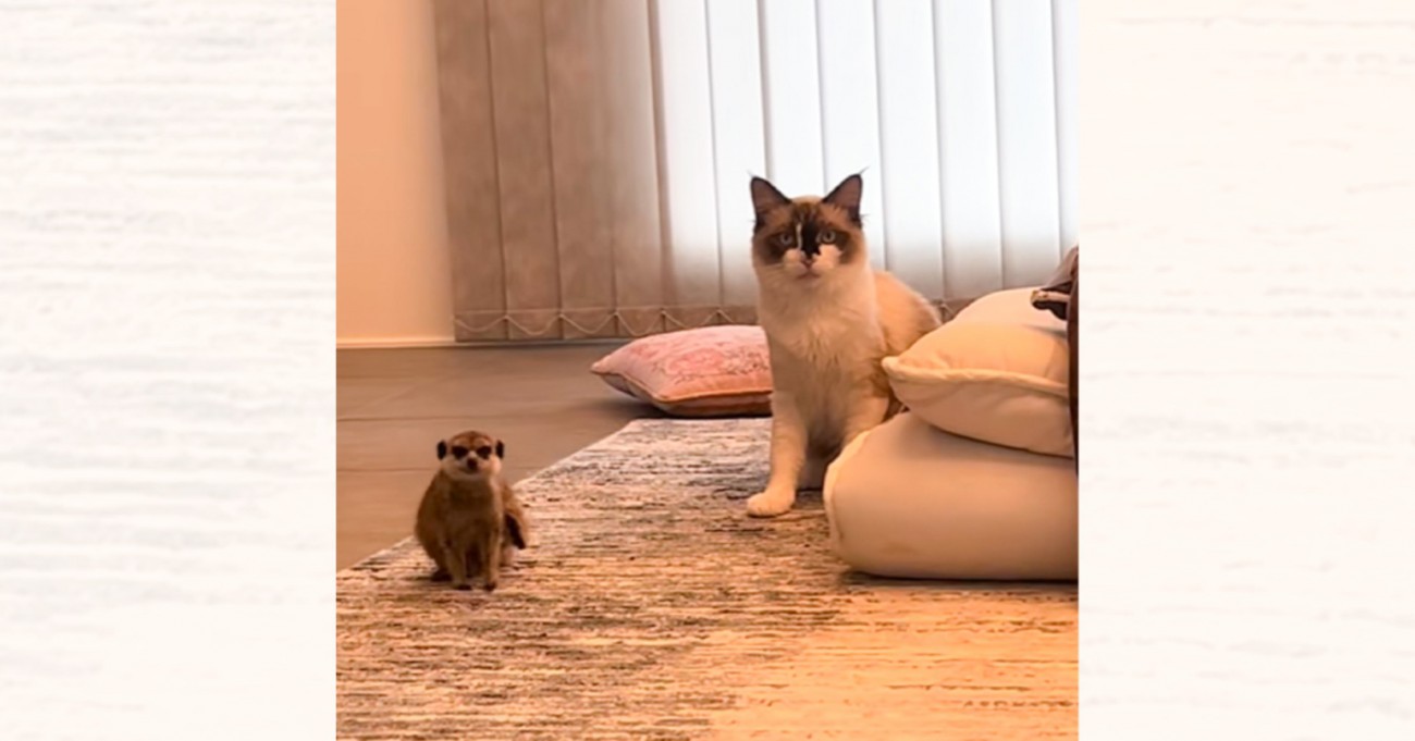 猫とミーアキャット→お互いの様子を伺ったかと思ったら…『可愛すぎる瞬間』が233万再生「動きが一緒で可愛いｗ」「ミーアの後輩感がすごいｗ」