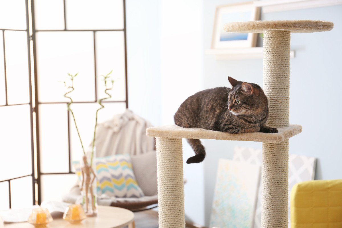 『ひとり暮らし』で猫を迎えるなら…気をつけるべき5つの注意点　日々のお世話や留守番…考えるべきこととは