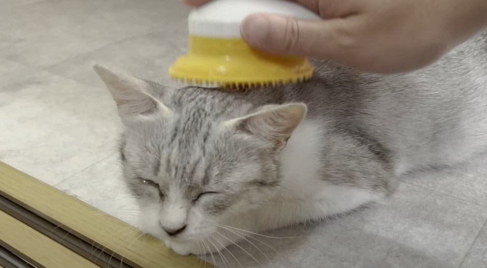 初めてのブラッシングに感動して涙を流す子猫　幸せいっぱいな表情に「元野良猫だとは思えない」「神回ですね」