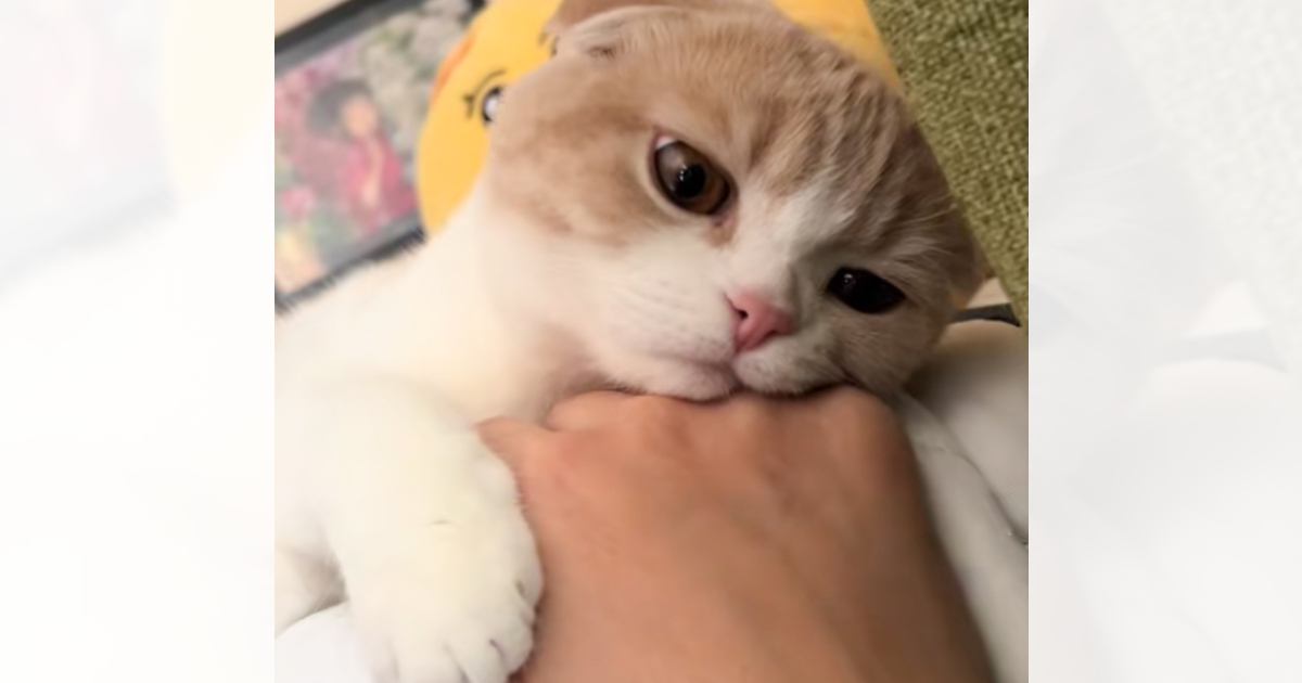 手の上に顔を乗せて『ウトウトとしていた猫』が、次の瞬間…あまりにも可愛すぎる光景が42万再生「何考えてるんだろｗ」「マジで癒された」