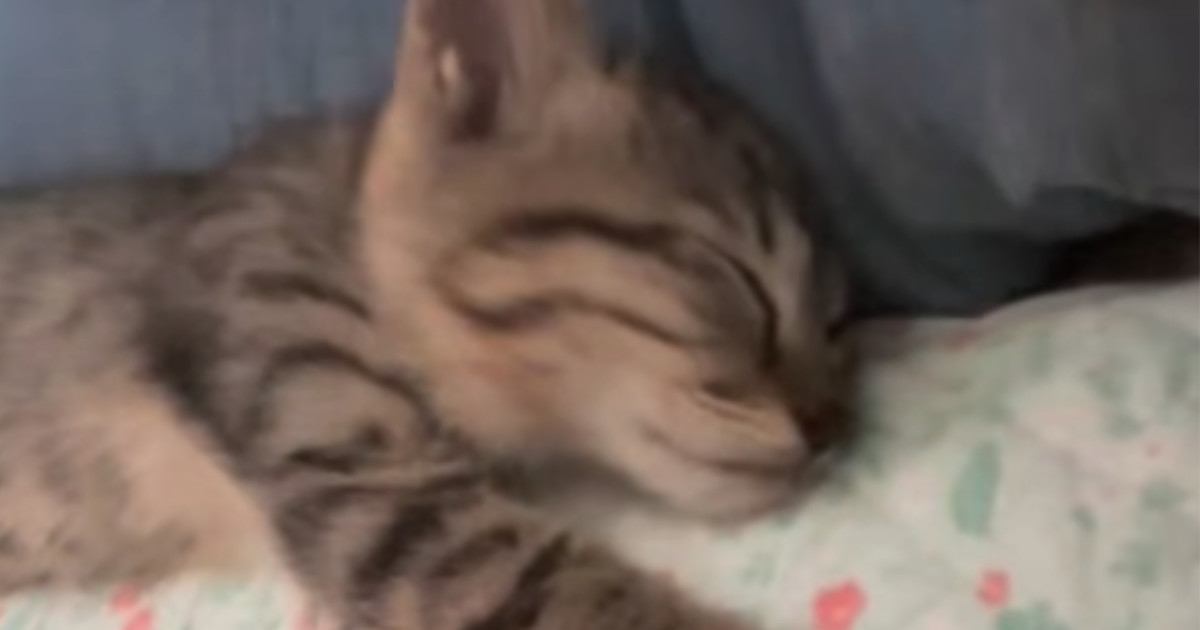 一緒の布団で眠る『生後2か月の子猫』…幸せあふれる寝姿に癒される人が続出「かわゆい」「大事にしてくれてありがとう」