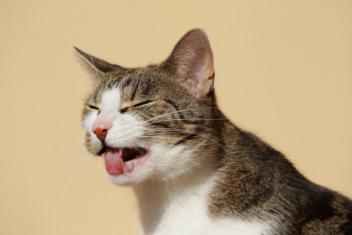 猫の命を脅かす『危険な吐き方』3選　様子見で大丈夫な吐き方と、何が違う？