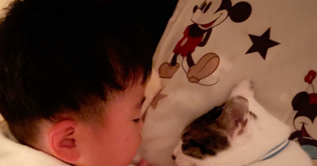 『プール一緒に行こうね』と寝る前、猫に話す男の子…ふたりの手を見てみると？→尊すぎる瞬間に9万いいね「泣ける」「疲れた体に沁みた」