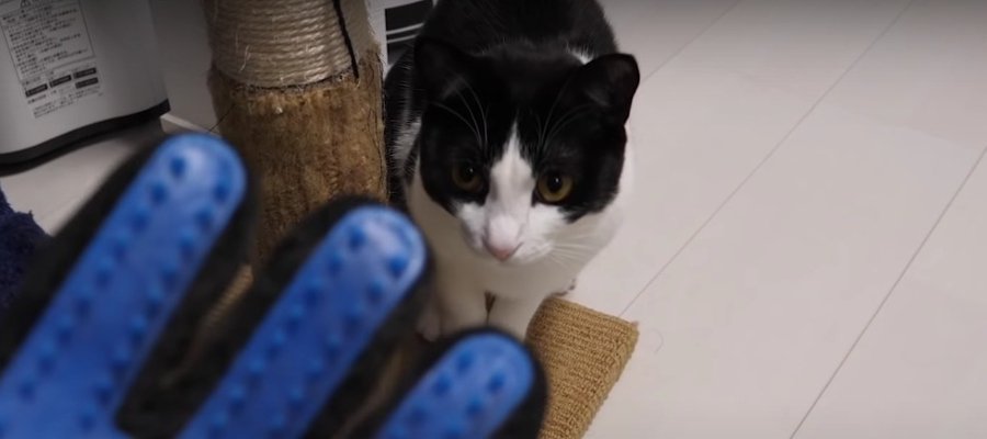 初ブラシで猫ちゃんをブラッシング！使い心地は？