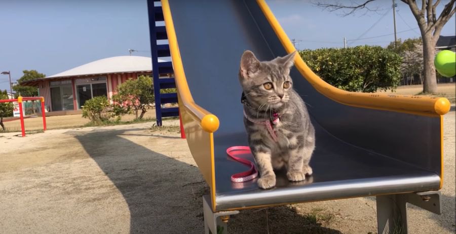 公園で初滑り台！滑らずにてくてく歩く猫ちゃん