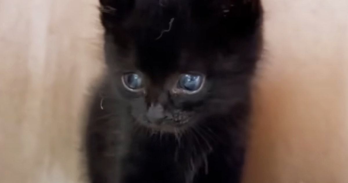 自宅の畑にいた『小さな黒猫』を保護→４年が経つと……心温まる『成長の記録』に「すっかり大きくなったね」「じーんときた」と感動の声