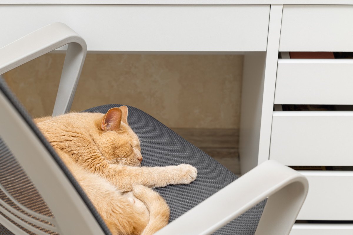 猫が飼い主の『椅子に座りたがる』理由5つ　なぜわざわざ横取りしてくるの？