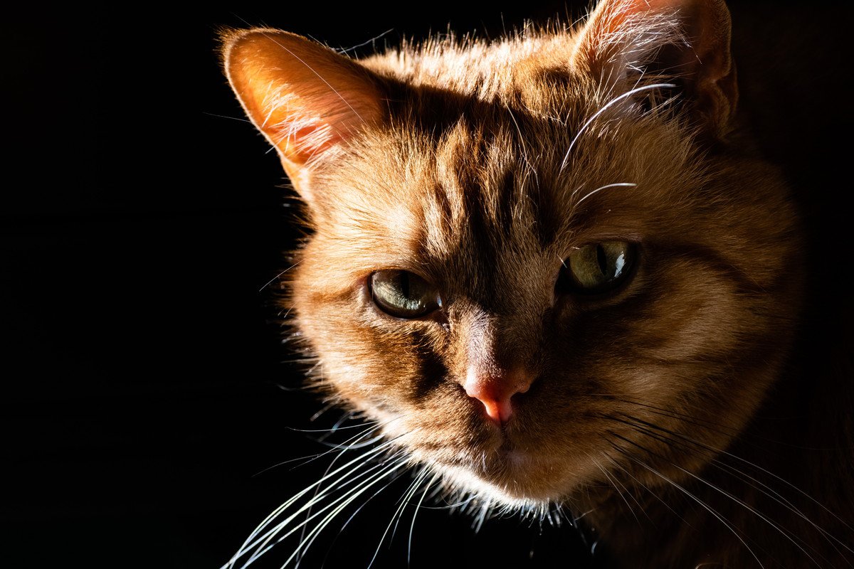 愛猫のための『停電対策』準備すべき5つのこと・もの　猛暑のときはどうすれば？