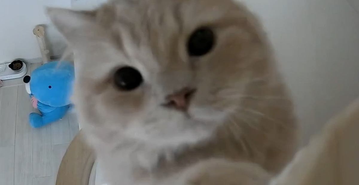 カメラ越しに『猫の名前』を呼んでみると……リアクションが可愛すぎると231万表示「仕事中ずっと見ちゃいそう」「ほんと癒される」の声