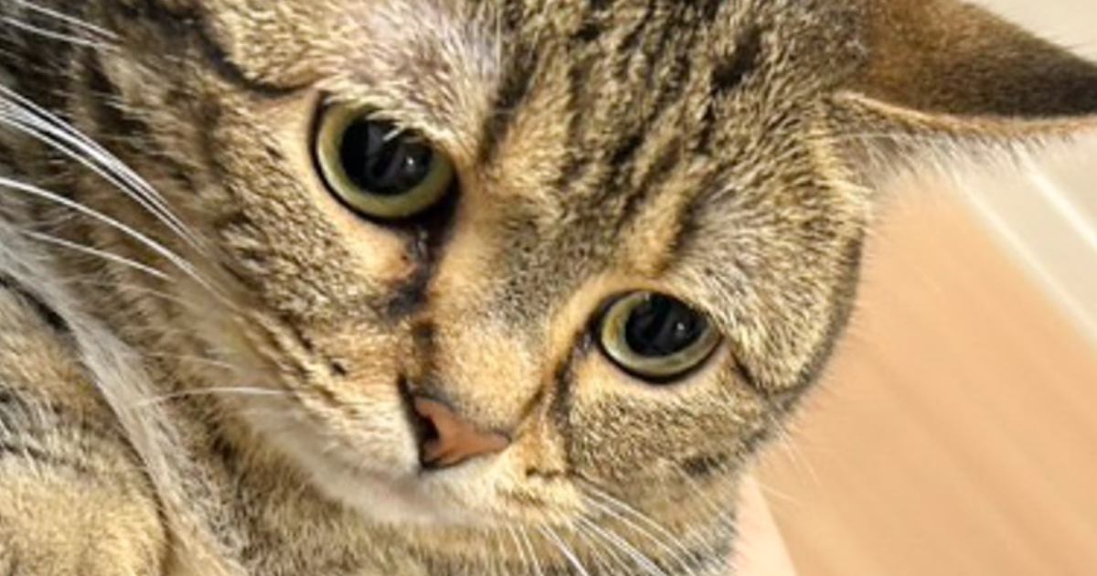 『夫から送られてきた猫の様子』を見てみたら……予想外の"表情"が可愛すぎると3万3000いいね「寂しいにゃって顔」「良すぎる」