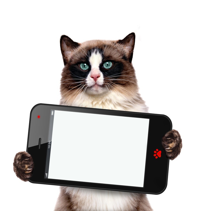 猫がデザインされたスマホケースおすすめ9選