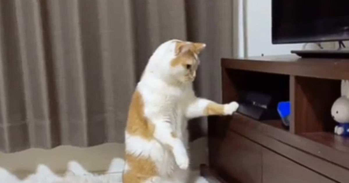 『プレステの前にいる猫』の行動を見守っていたら…衝撃的すぎる瞬間が252万再生「取り方激しくてツボったｗ」「猫かどうかも怪しい」