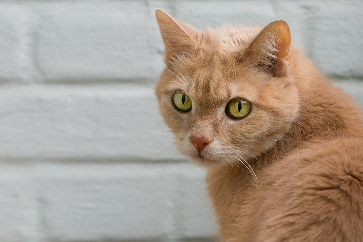 猫を飼うとできなくなる『４つのこと』 絶対に安易な気持ちでは飼わないで！