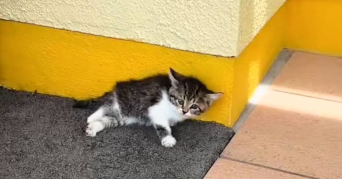 下半身を引きずっている子猫を保護→獣医に『治らないかも』と言われて…想像を超える『現在の様子』に感動の声「涙があふれでた」「奇跡だ」