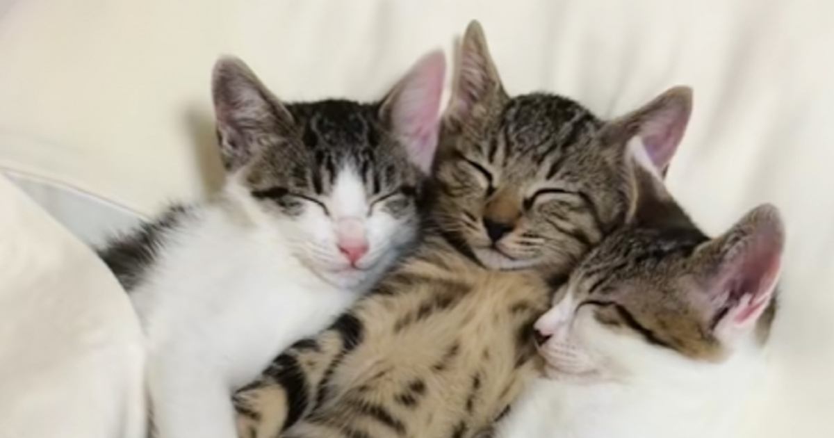 まくらを使って寝ていた3匹の子猫→まさかの体勢で…涙が出るほど『尊い光景』が38万再生「天使が見える」「素敵な時間をありがとう」