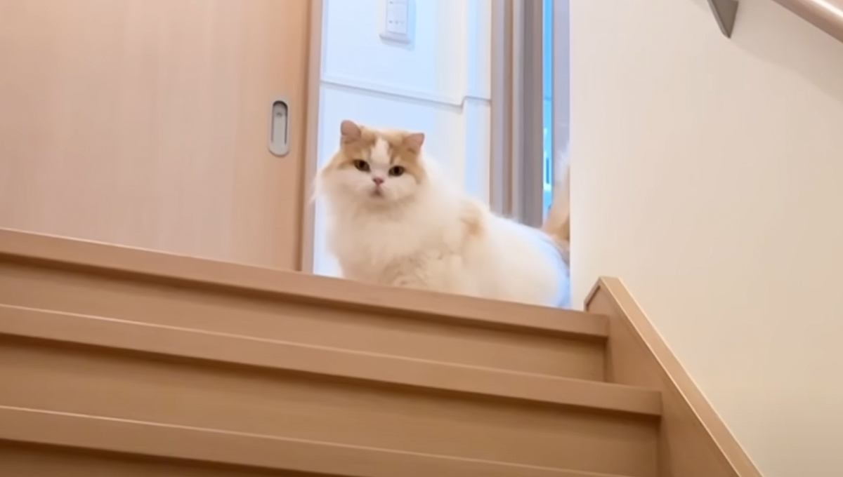 『１週間ぶりに帰ってきた飼い主』を見て固まった猫→次の瞬間……思わず感動の光景に「うれしいのが伝わってくる」「良かったねぇ泣」の声