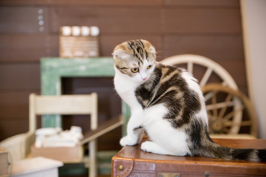 室内飼いの猫が抱えるストレス…5つの原因と解消できる方法をご紹介します