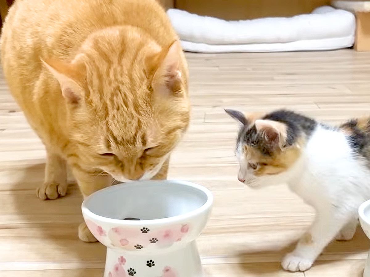 食いしん坊な保護子猫→先住猫のゴハンを奪ってしまった結果……ほっこりする対応に「しょーがねーなって感じ」「優しいお兄ちゃん」と称賛