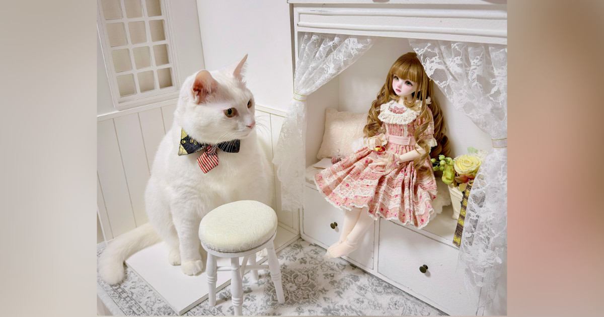 ドール用の『小さな椅子』に猫が座ろうとした結果…可愛すぎる光景に癒される人続出「笑っちゃった」「大きい猫さんｗ」と３万いいねの反響