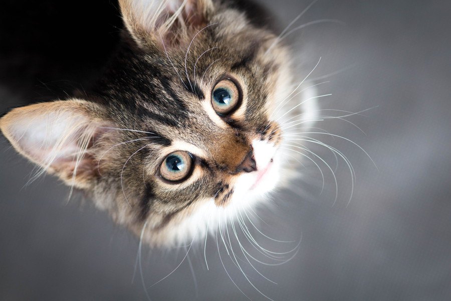 猫がなつかないから捨てたい、と考えているあなたへ