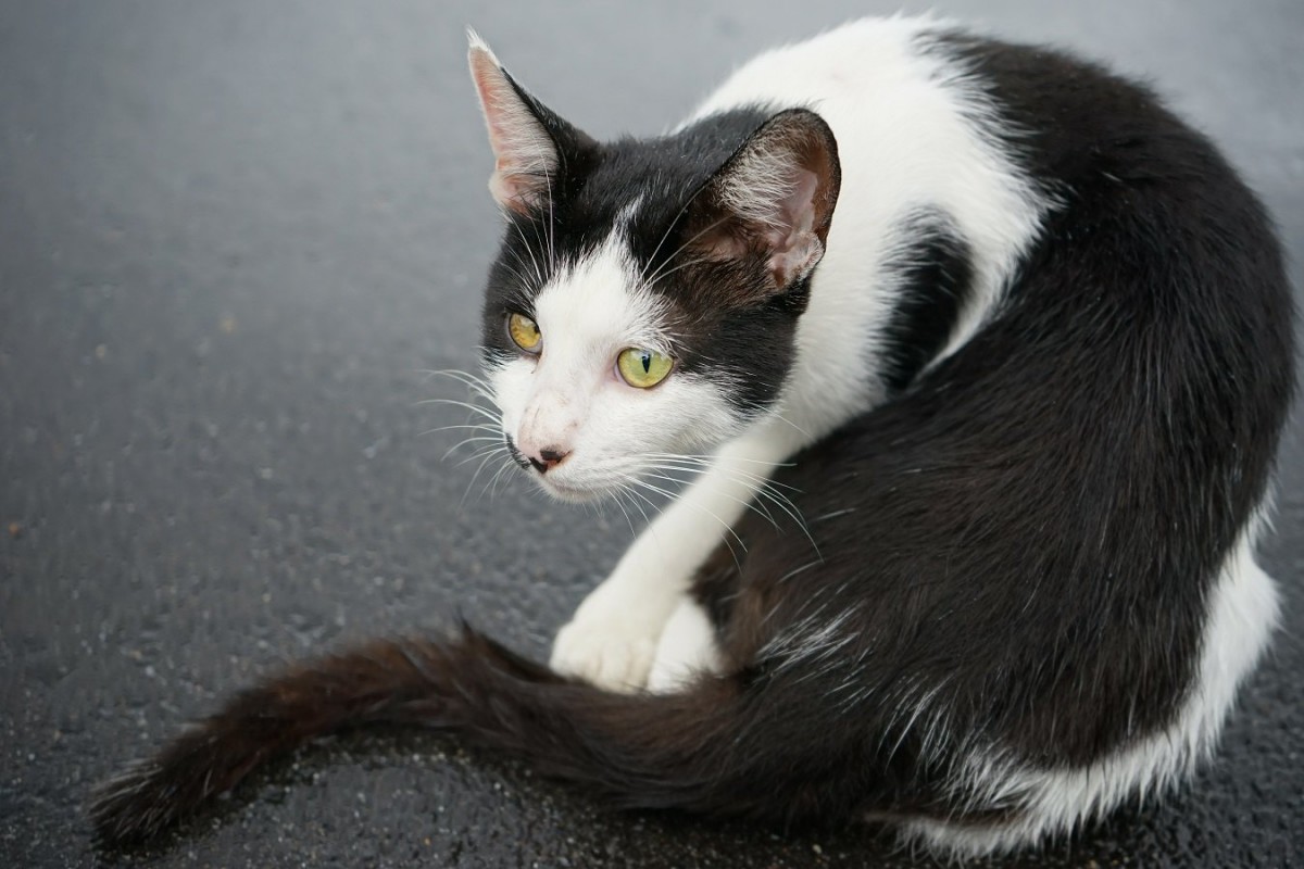 猫がクルクル回るのは、病気の可能性も…！考えられる３つの原因を解説