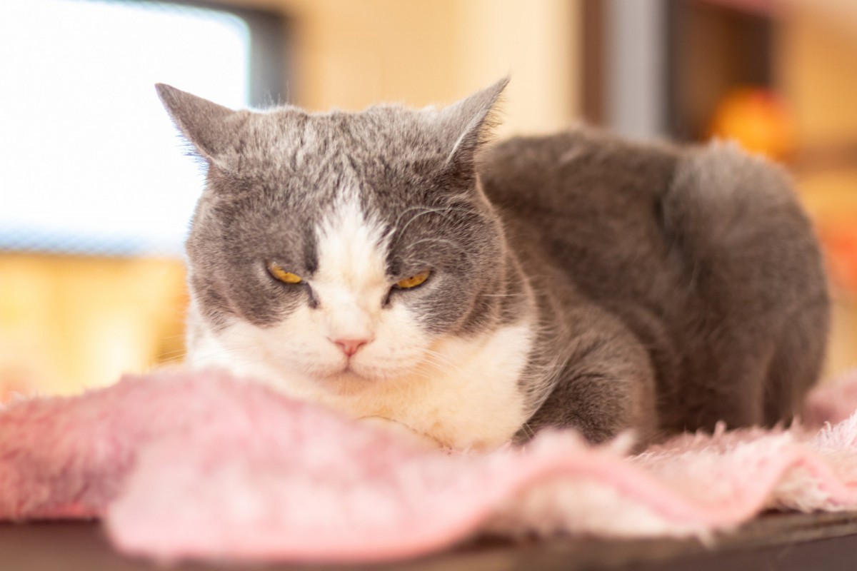 要注意！ネガティブな意味のある猫の鳴き方５つ