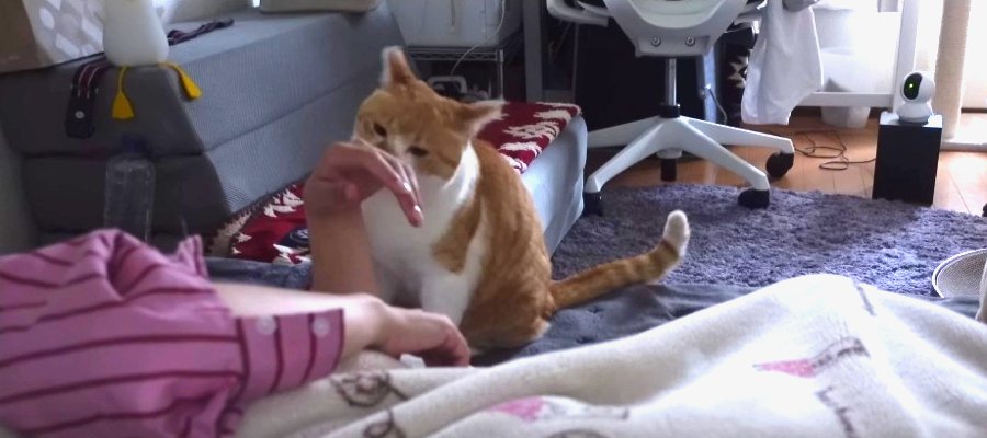 ガブッ！刺激的な猫ちゃんの起こし方