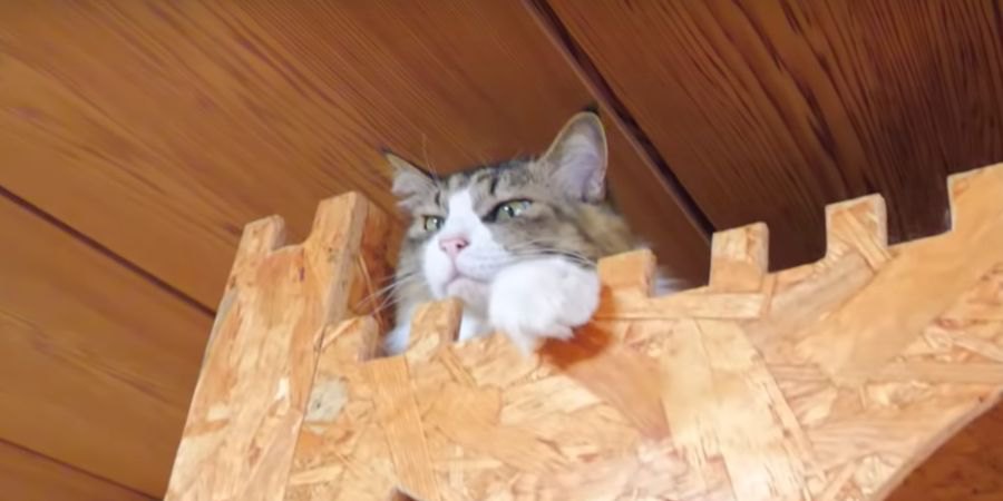 憧れの姉猫ちゃん登場に落ち着かない猫ちゃん