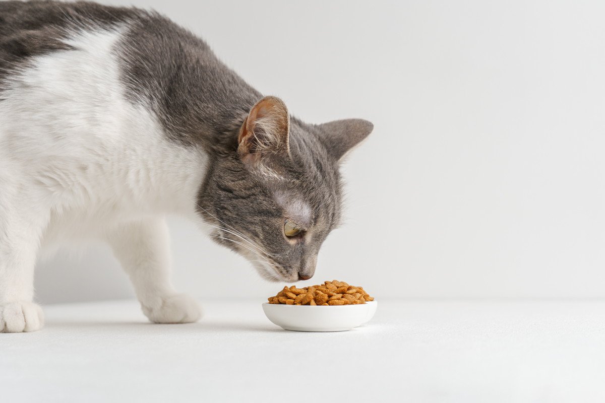 猫の食事について｜知っておきたい基礎知識から飽きてしまう場合の対処法まで