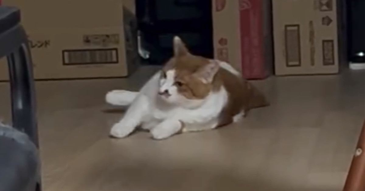 ゴロンと寝転ぼうとしていた猫→次の瞬間、飼い主がいることに気づいて…可愛すぎる行動に「癒されたーｗ」「フッと笑ってしまった」と反響
